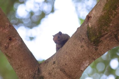 Sincaplar Sciuridae familyasının üyeleridir.