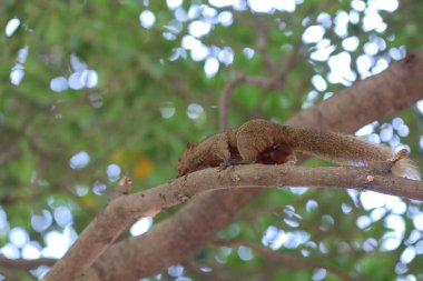 Sincaplar Sciuridae familyasının üyeleridir.
