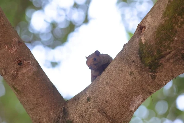 Eichhörnchen Sind Mitglieder Der Familie Sciuridae — Stockfoto