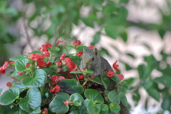 Squirrelsl Φάτε Λουλούδι Στη Φύση — Φωτογραφία Αρχείου