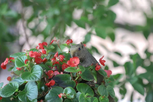 Eichhörnchen Fressen Die Blume Der Natur — Stockfoto