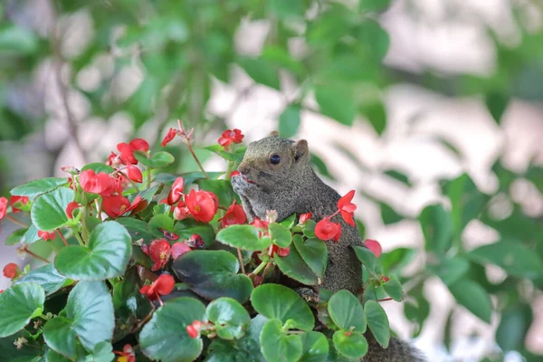 Eichhörnchen Fressen Die Blume Der Natur — Stockfoto
