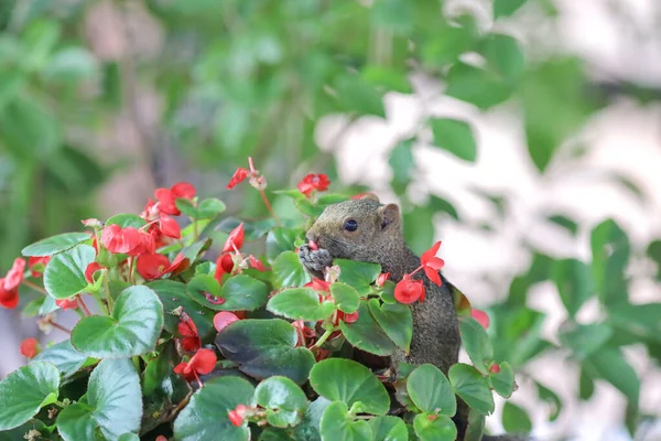 Eichhörnchen Fressen Die Blume Der Natur — Stockfoto