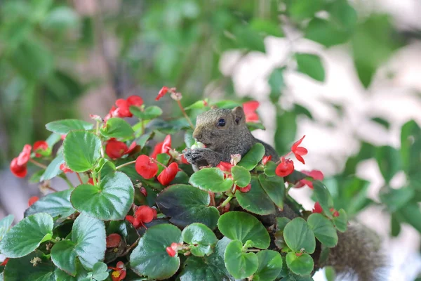 Eichhörnchen Fressen Die Blume Der Natur — Stockfoto