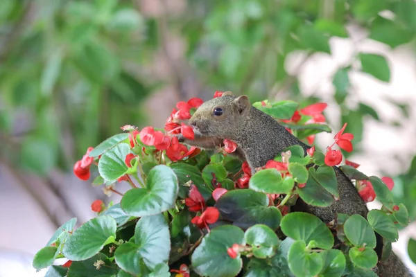 Squirrelsl Mangia Fiore Nella Natura — Foto Stock