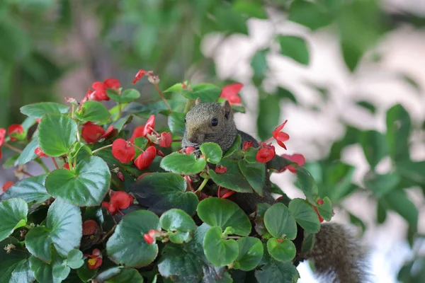 Squirrelsl Mangia Fiore Nella Natura — Foto Stock