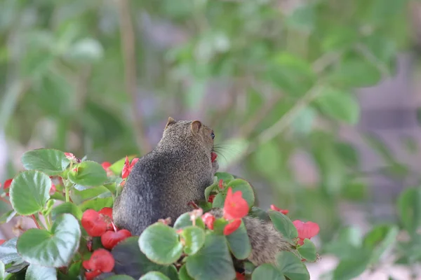 Squirrelsl Comer Flor Natureza — Fotografia de Stock