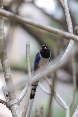 Urocissa erythroryncha, Kırmızı Gagalı Mavi Saksağan