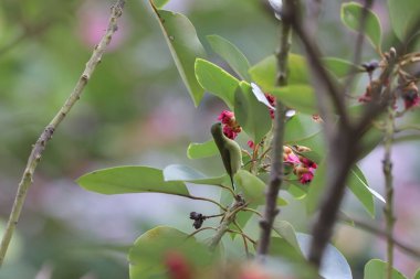 Aethopyga Emiraja, dalda güzel ve renkli bir kızıl güneş kuşu..