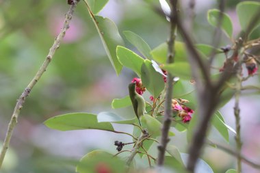 Aethopyga Emiraja, dalda güzel ve renkli bir kızıl güneş kuşu..