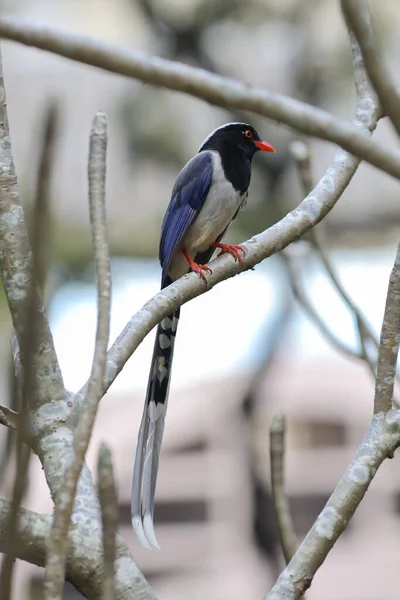 Urocissa Erythroryncha Rode Snavelblauwe Ekster — Stockfoto