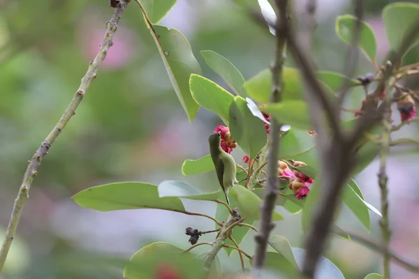 Aethopyga Siparaja 枝に美しくカラフルなクリムゾンの鳥 — ストック写真