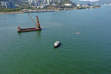 4 Şubat 2022. Bir grup Akbalıkçıl Sha Tin Ho yakınlarındaki bir teknenin peşinden uçuyor.