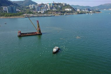 4 Şubat 2022. Bir grup Akbalıkçıl Sha Tin Ho yakınlarındaki bir teknenin peşinden uçuyor.