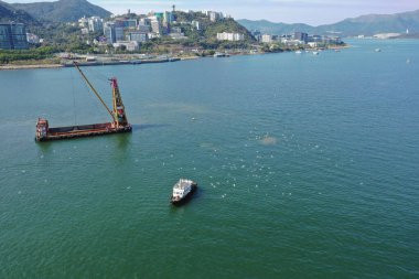 4 Şubat 2022. Bir grup Akbalıkçıl Sha Tin Ho yakınlarındaki bir teknenin peşinden uçuyor.