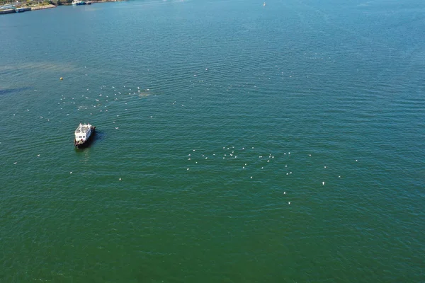 Feb 2022 Grupo Garza Blanca Vuela Después Barco Cerca Sha — Foto de Stock