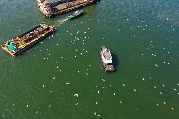 Février 2022 Groupe Aigrettes Blanches Volent Après Bateau Près Sha — Photo