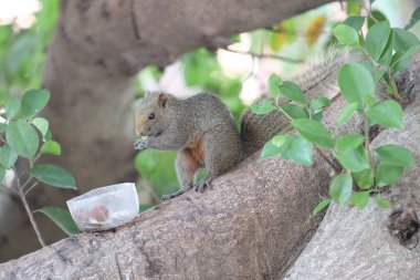 Sincaplar Sciuridae familyasının üyeleridir.