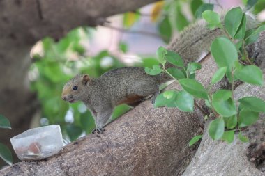 Sincaplar Sciuridae familyasının üyeleridir.