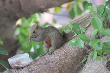 Sincaplar Sciuridae familyasının üyeleridir.