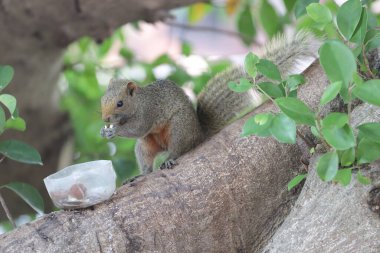 Sincaplar Sciuridae familyasının üyeleridir.