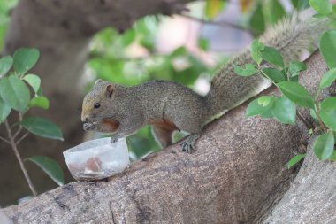Sincaplar Sciuridae familyasının üyeleridir.