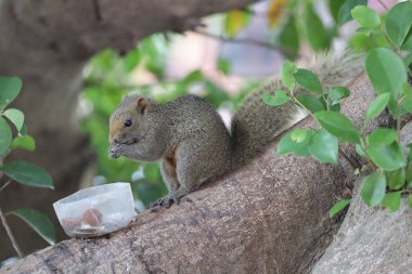 Sincaplar Sciuridae familyasının üyeleridir.