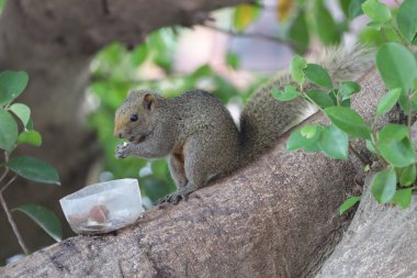 Sincaplar Sciuridae familyasının üyeleridir.