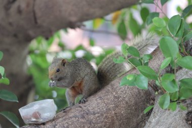 Sincaplar Sciuridae familyasının üyeleridir.