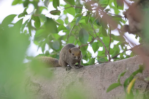 Esquilos São Membros Família Sciuridae — Fotografia de Stock