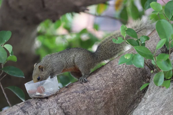 Esquilos São Membros Família Sciuridae — Fotografia de Stock