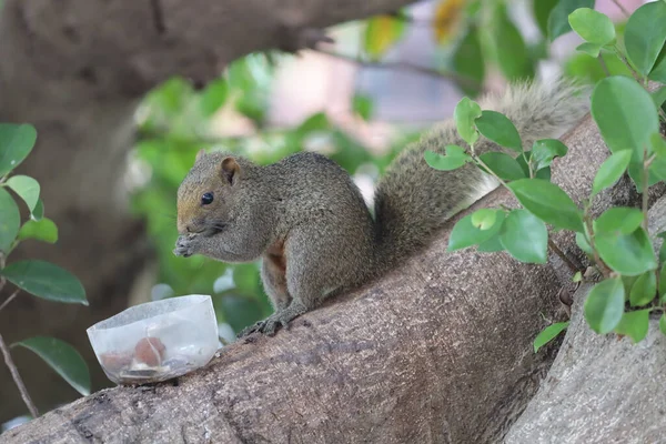 Esquilos São Membros Família Sciuridae — Fotografia de Stock