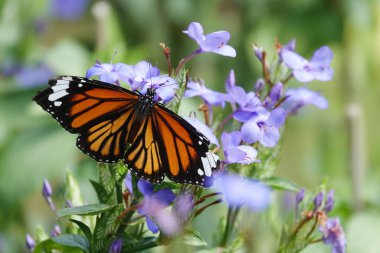 Bir çiçeğin üzerindeki kral kelebeğinin portresi..