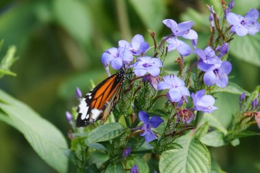 Bir çiçeğin üzerindeki kral kelebeğinin portresi..