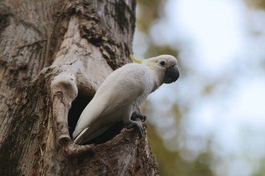 Kakatua galerita, sülfür armalı kakadu dalda oturuyor. 