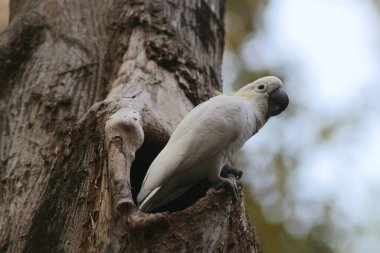 Kakatua galerita, sülfür armalı kakadu dalda oturuyor. 