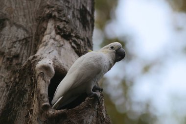 Kakatua galerita, sülfür armalı kakadu dalda oturuyor. 