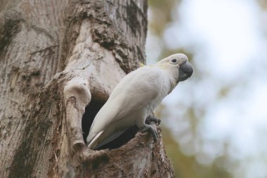 Kakatua galerita, sülfür armalı kakadu dalda oturuyor.