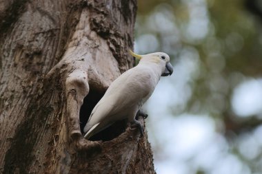 Kakatua galerita, sülfür armalı kakadu dalda oturuyor. 