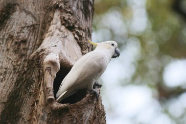 Kakatua galerita, sülfür armalı kakadu dalda oturuyor.