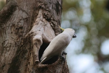 Kakatua galerita, sülfür armalı kakadu dalda oturuyor. 