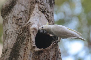 Kakatua galerita, sülfür armalı kakadu dalda oturuyor.