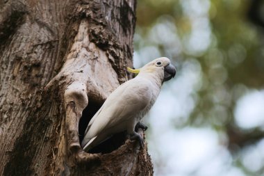 Kakatua galerita, sülfür armalı kakadu dalda oturuyor.