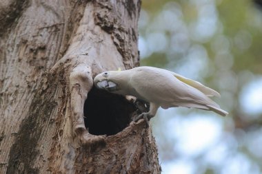 Kakatua galerita, sülfür armalı kakadu dalda oturuyor.