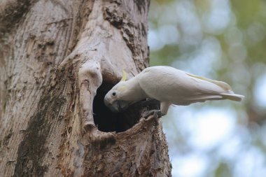Kakatua galerita, sülfür armalı kakadu dalda oturuyor.
