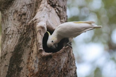 Kakatua galerita, sülfür armalı kakadu dalda oturuyor.