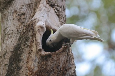 Kakatua galerita, sülfür armalı kakadu dalda oturuyor.