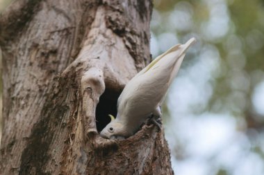 Kakatua galerita, sülfür armalı kakadu dalda oturuyor.