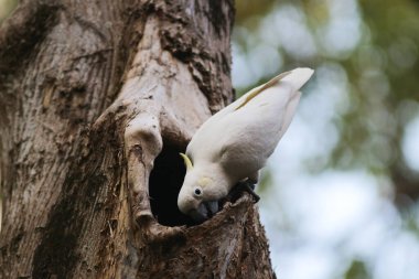 Kakatua galerita, sülfür armalı kakadu dalda oturuyor.