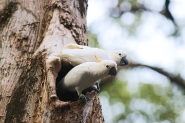 Kakatua galerita, sülfür armalı kakadu dalda oturuyor.